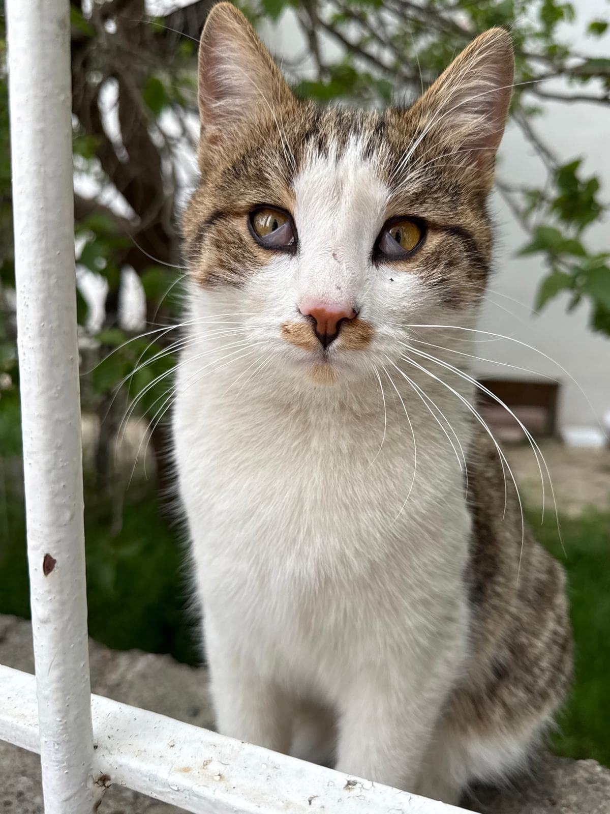 Beyaz metal korkuluk üzerinde oturan, kehribar gözlü tekir-beyaz genç bir kedi, kameraya bakıyor.