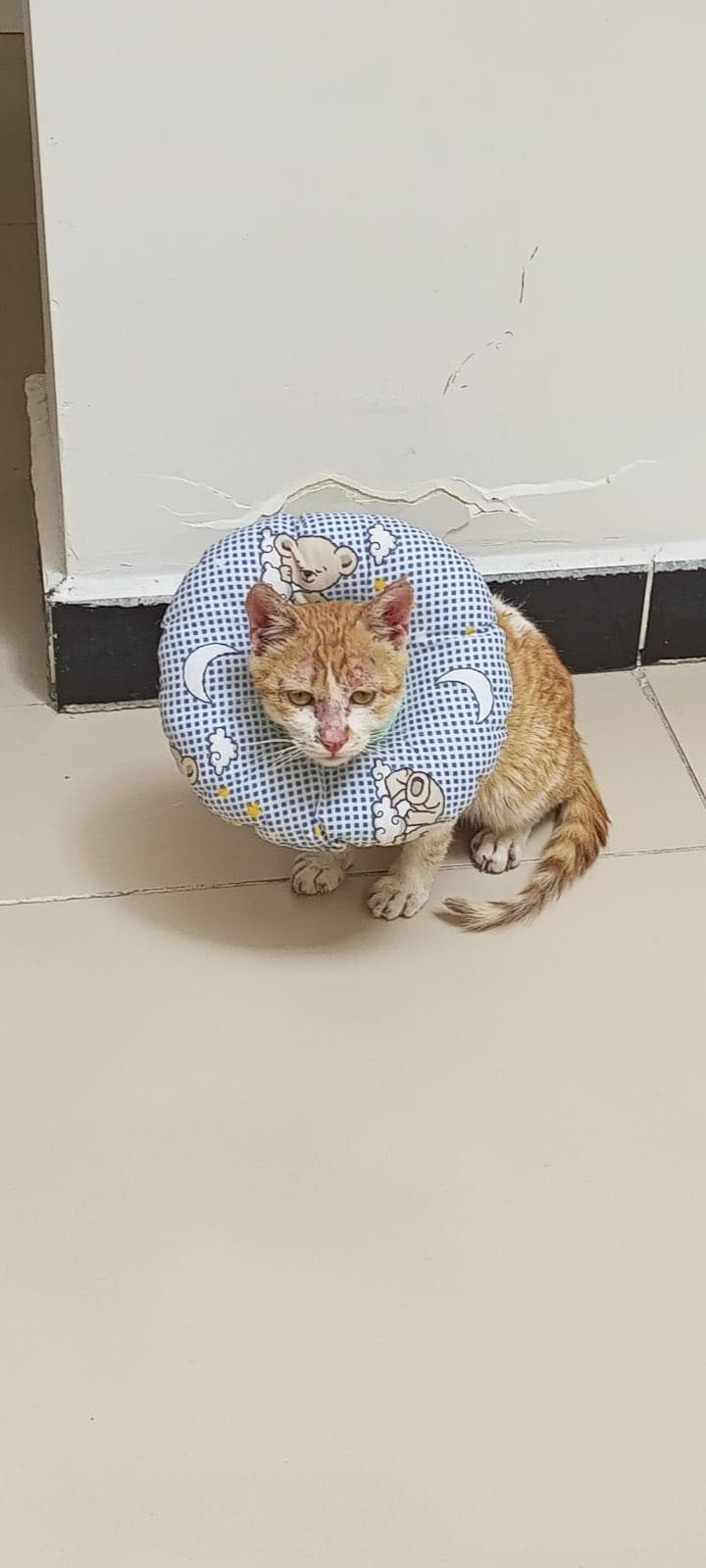Burnunda ve yüzünde yara izleri olan, şişme koruyucu yaka takmış turuncu-beyaz tekir kedi tedavi sonrası klinikte otururken.