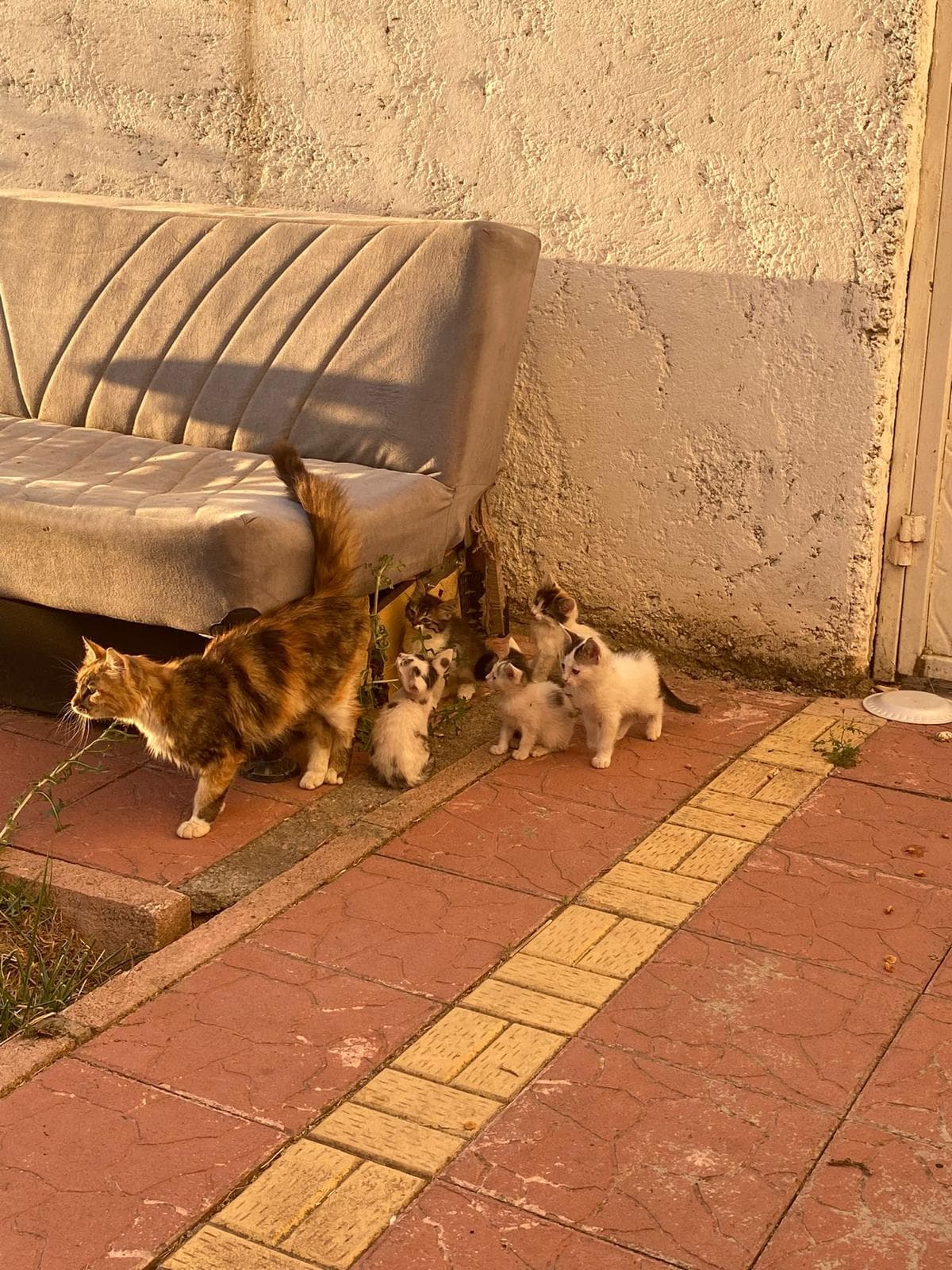 Alacalı bir anne kedi, terk edilmiş bir kanepenin altından beş küçük yavru kedisiyle birlikte gün batımı ışığında dışarı çıkıyor.