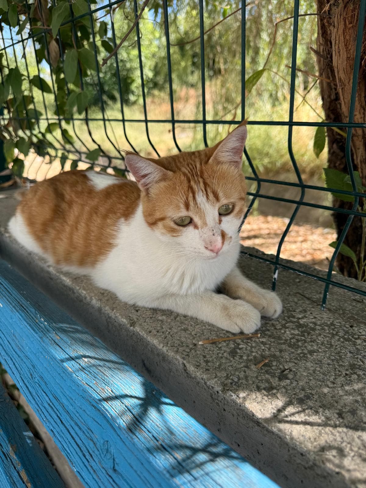 Yeşil tel çit önünde beton kenarda uzanan turuncu-beyaz kedi