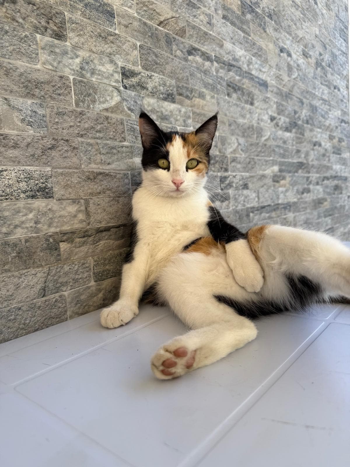 Taş desenli duvar önünde oturan kalico (siyah-turuncu-beyaz) kedi