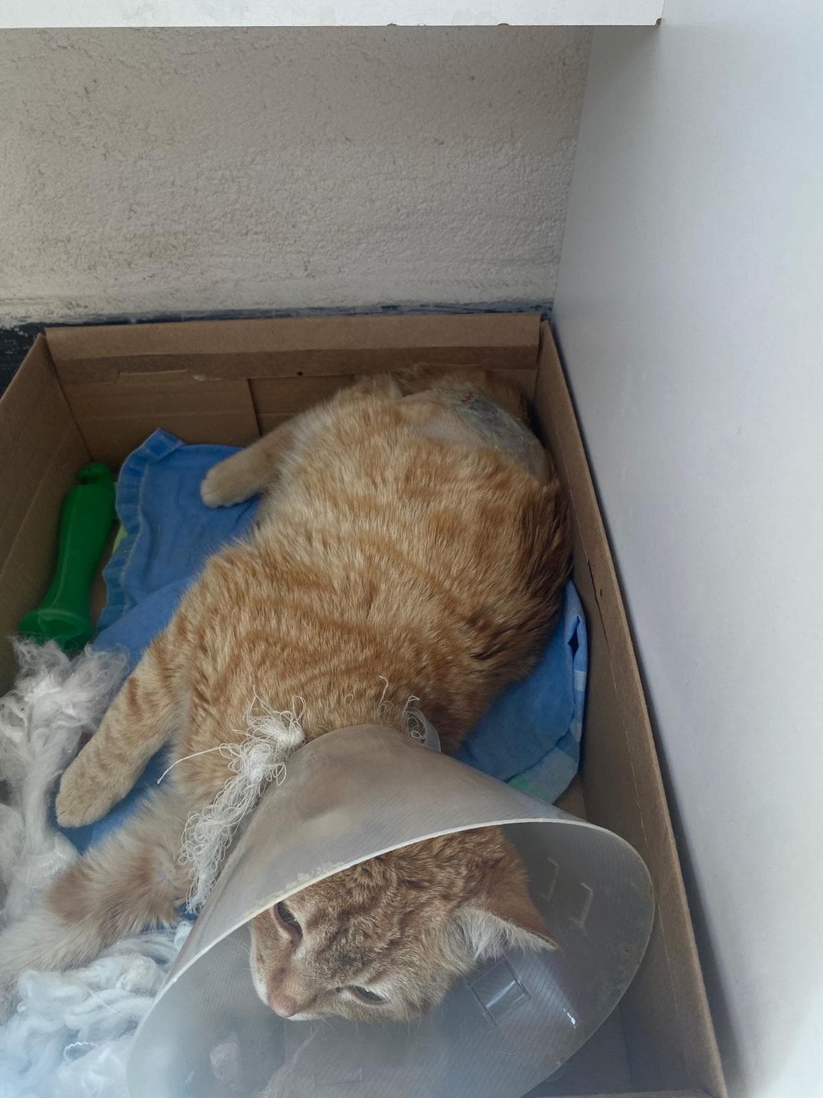 Koni takmış turuncu tekir kedi, karton kutu içinde havlular üzerinde iyileşiyor.