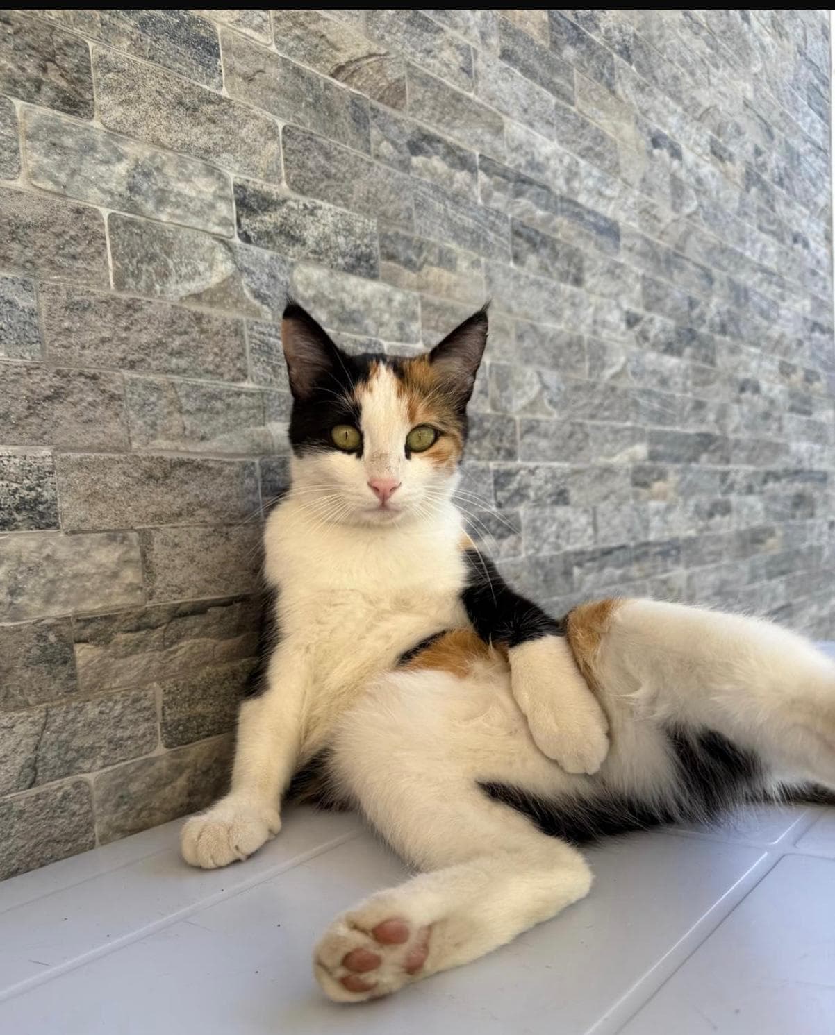 Yeşil gözlü kalıko kedi taş desenli duvara yaslanmış rahat bir pozda.