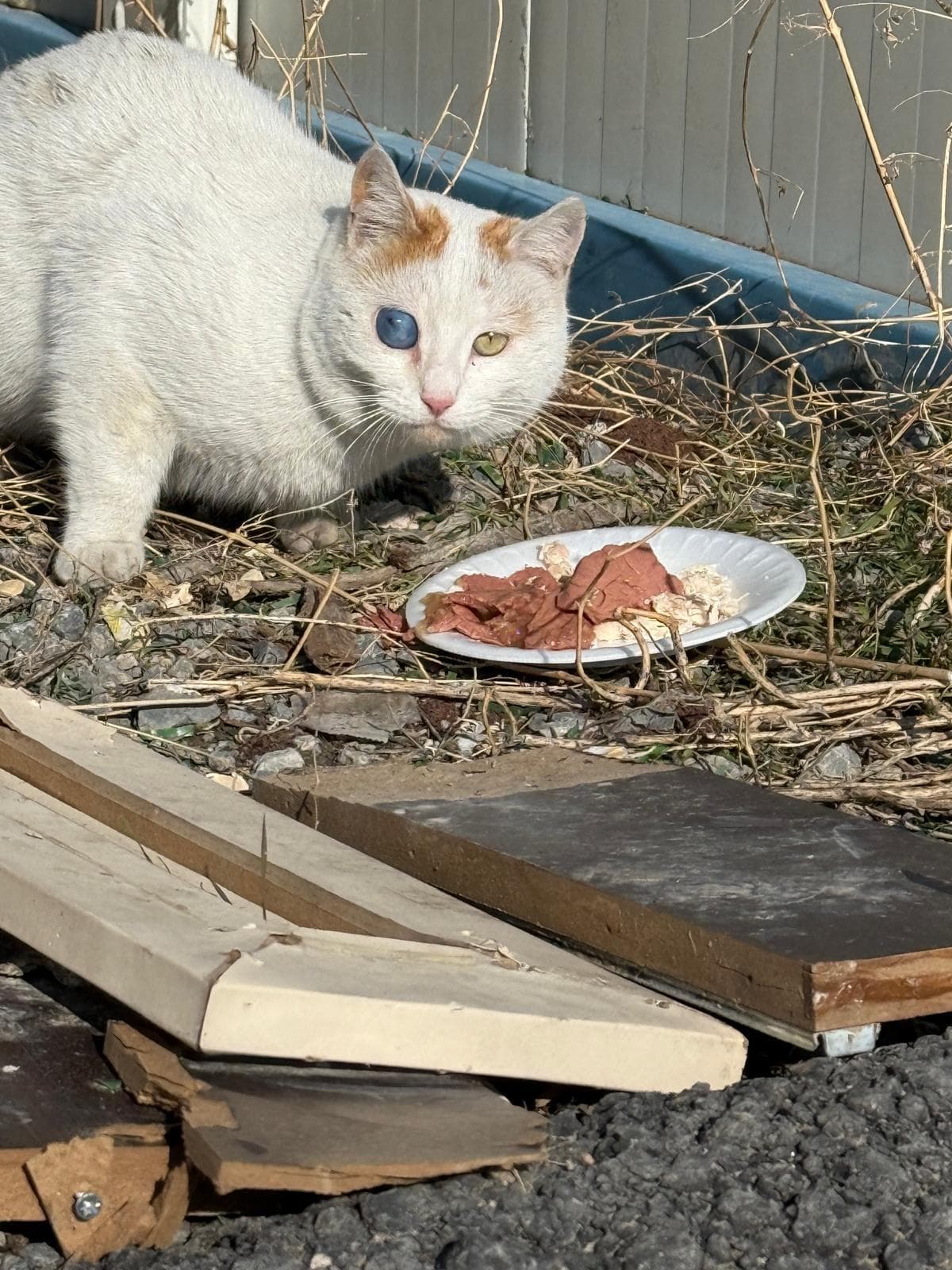 Bir gözü mavi bir gözü sarı beyaz kedi, yanında et tabağıyla