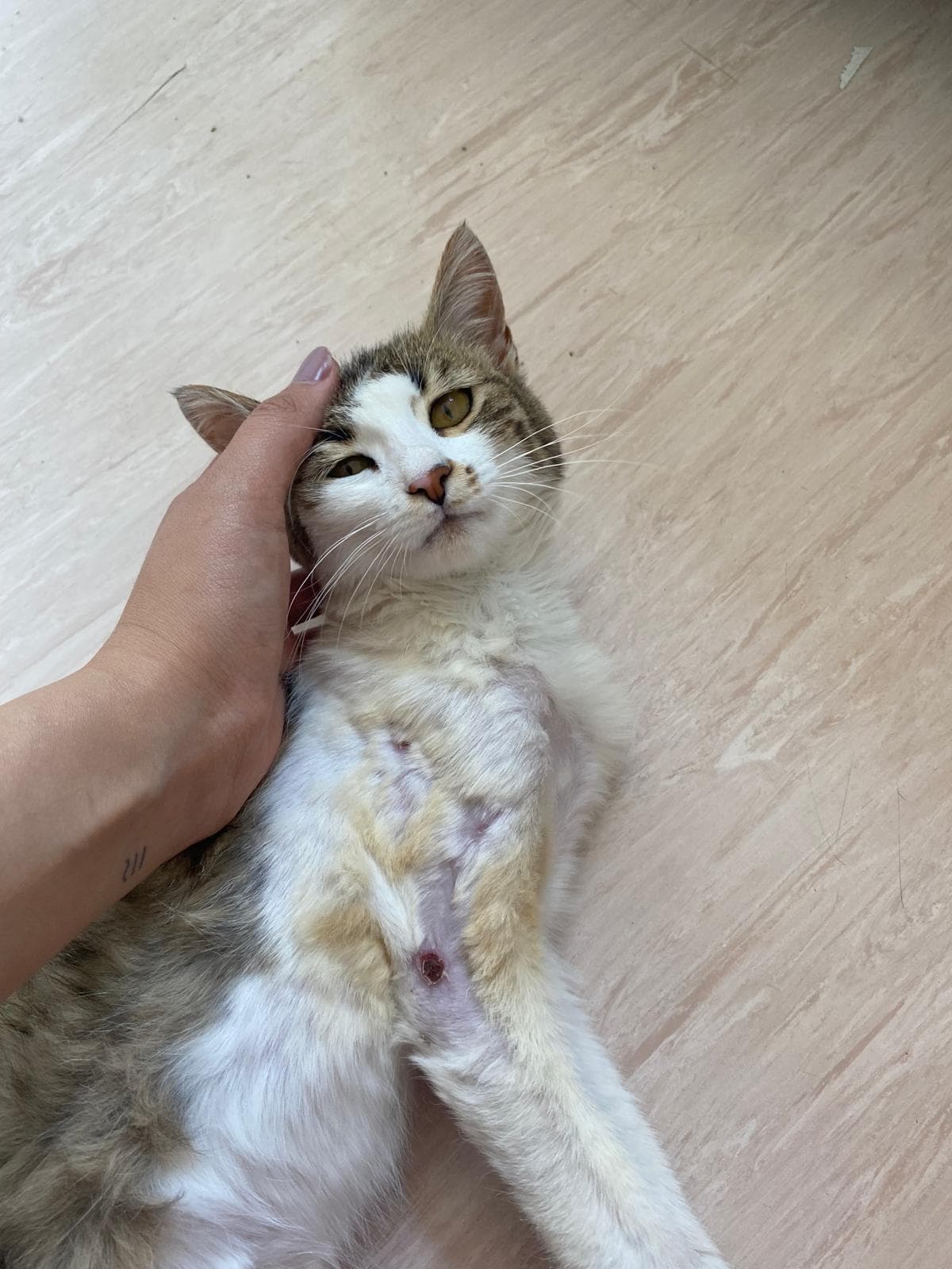 Gri-kahve tekir kedi sırtüstü tutuluyor, karnında iyileşen dikiş/yara görünüyor